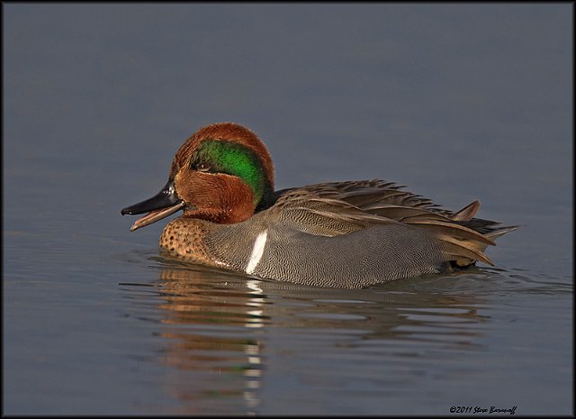 _1SB9227 green-winged Teal.jpg